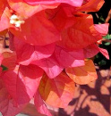 Orange Bougainvillea puzzle on TheJigsawPuzzles.com